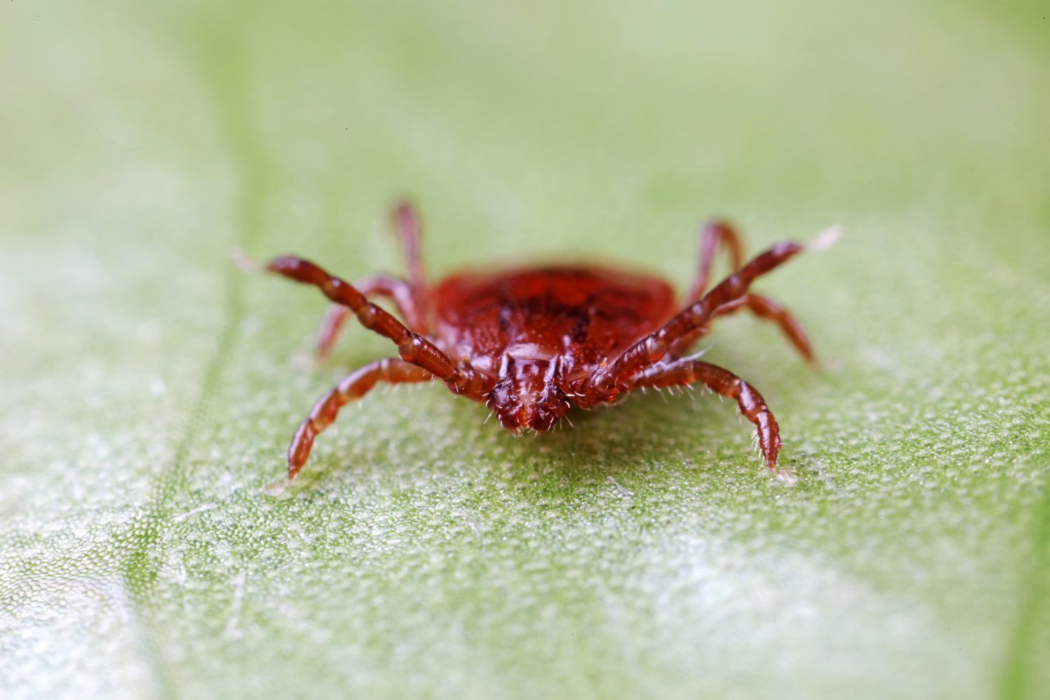 Scientists Have Discovered a New, Potentially Brain-Invading Tick Virus