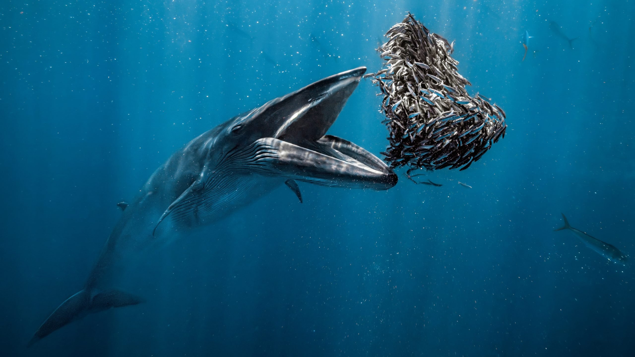 Snacking whale photo wins Ocean Photographer of the Year 2024