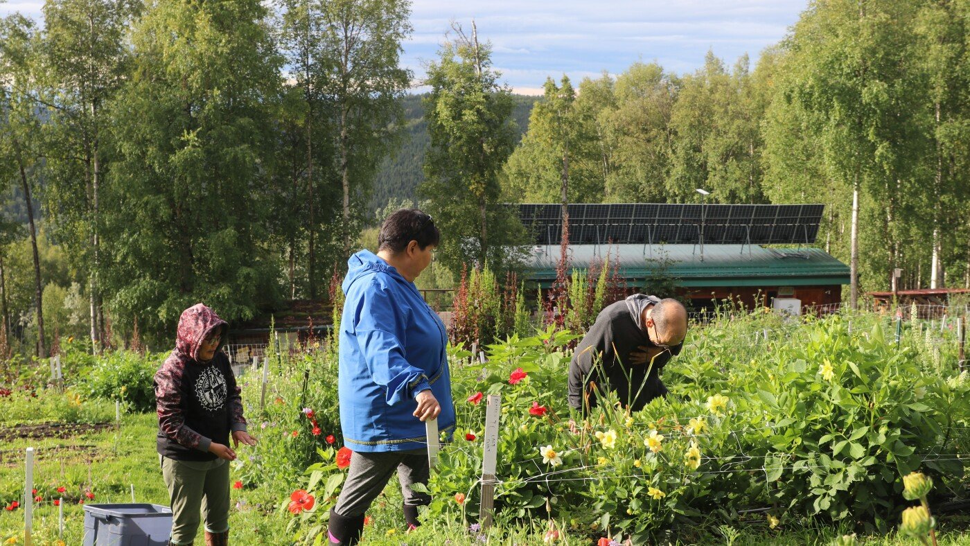 Climate change makes farming easier in Alaska. Indigenous growers hope to lead the way