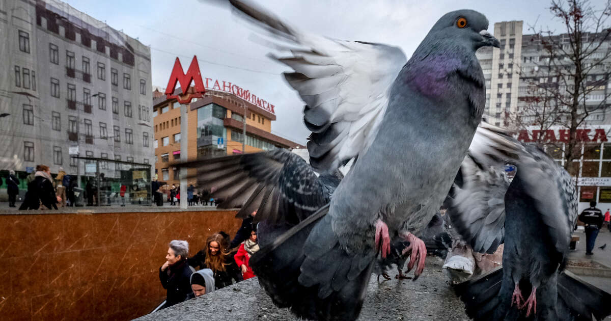 Quand les grandes villes donnent la pilule aux pigeons