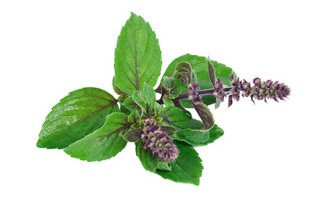 Plant-based radiation protection: Tulsi