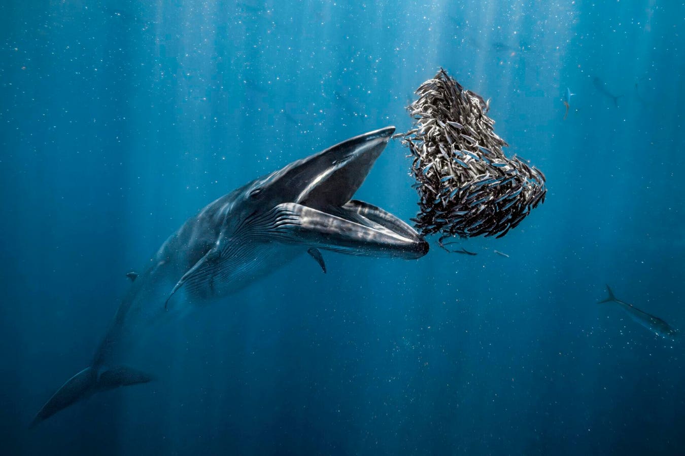 Beautiful, Mesmerizing Sea-Life Images: 18 Winners Of Ocean Photographer Of The Year