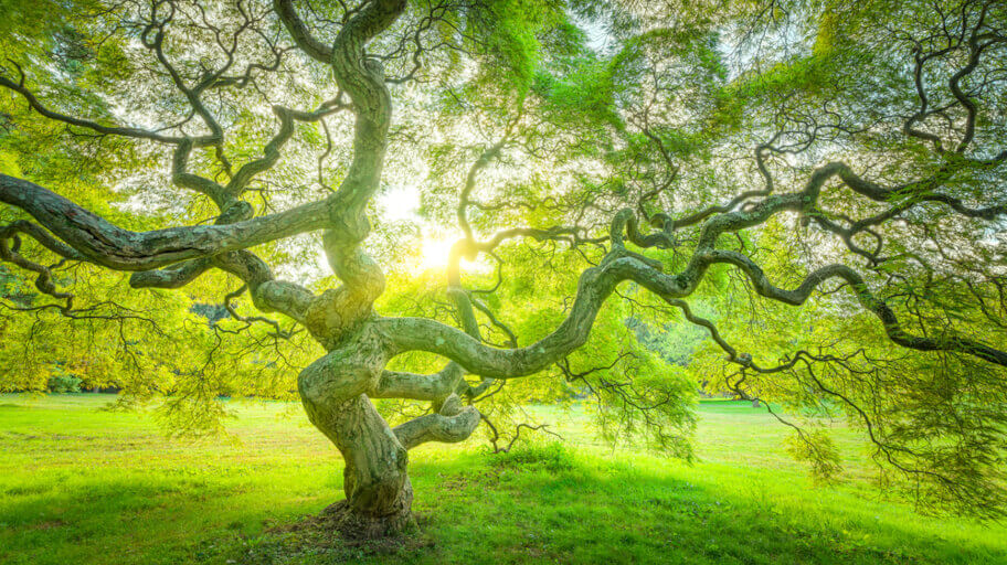 The art of niwaki (Japanese tree pruning)