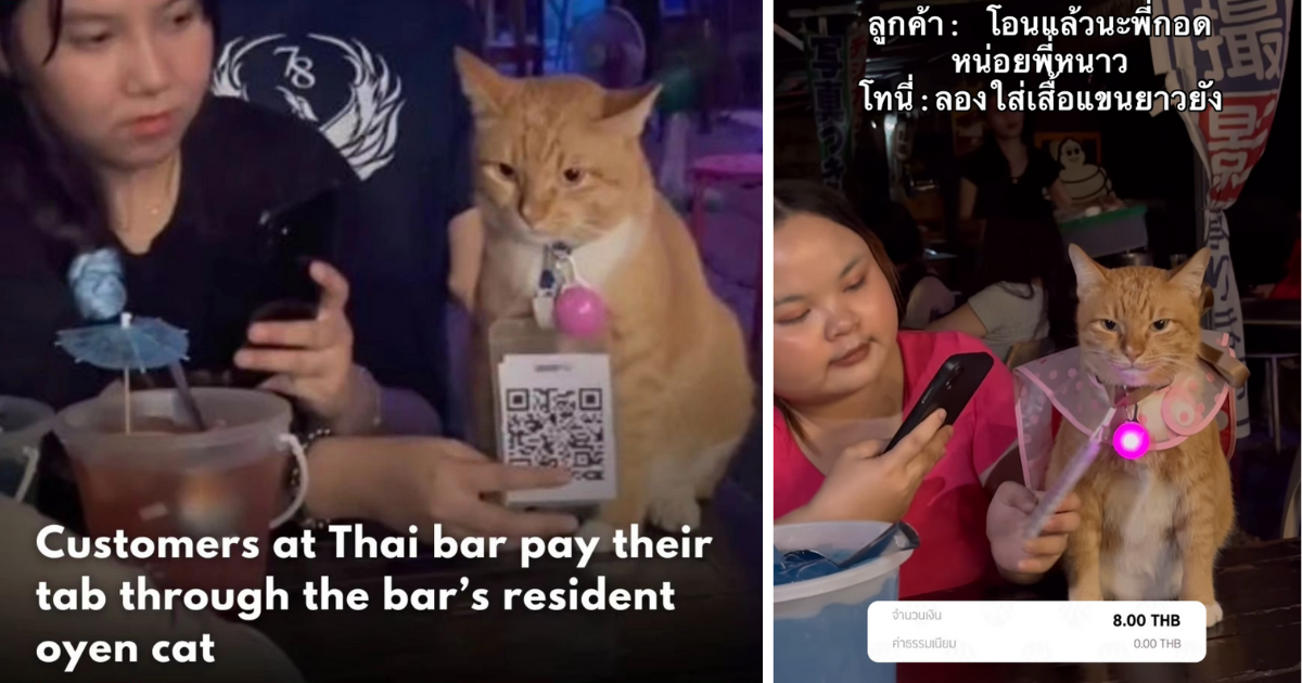 Viral Orange Street Cat Becomes a Hardworking Purrfessional By Helping Restaurant Customers Pay Their Bills With Cute QR Code and Sassy Cattitude