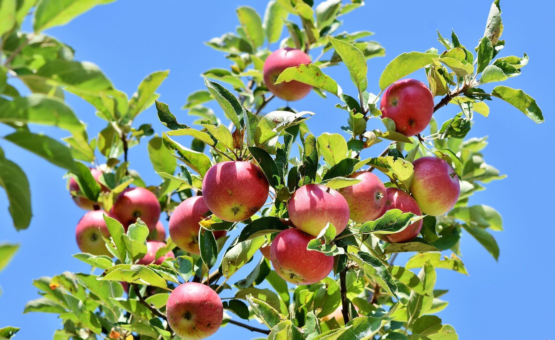 Fungi to the rescue: South African scientists use innovative approach to protect apple trees