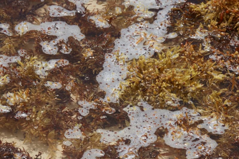 Tests show seaweed could help against Parkinson's disease