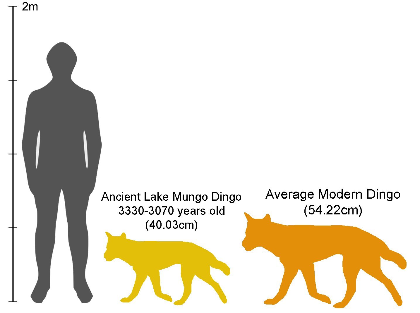 Early dingoes are related to dogs from New Guinea and East Asia, 3D fossil scanning study finds