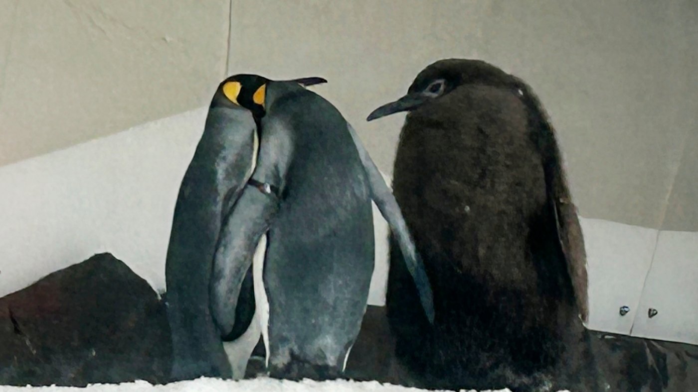 A massive baby penguin named Pesto is inhaling fish and winning hearts