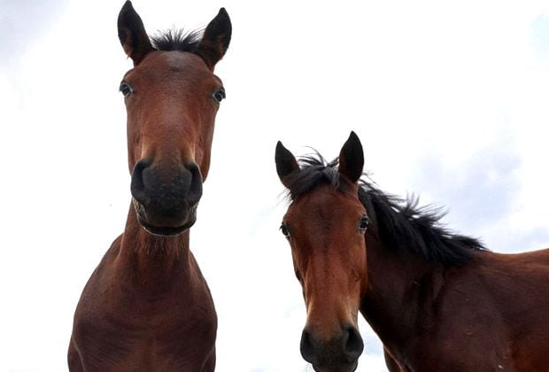 Thirteen horses in Terengganu found with GISB brand