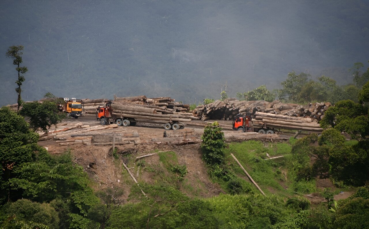 Environmental groups urge EU 'high risk' label for Sarawak