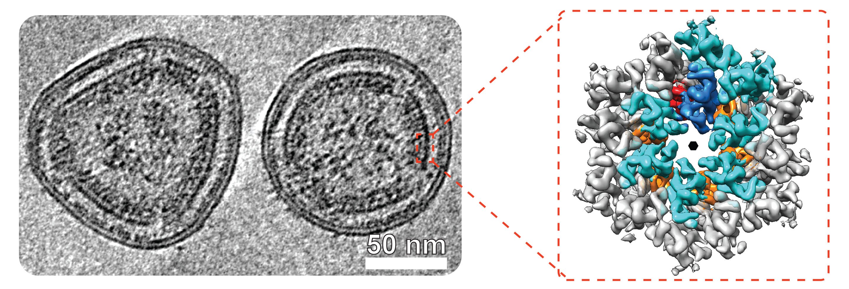 Cryo-ET study provides viral close-up of HTLV-1, the 'overlooked cousin of HIV'