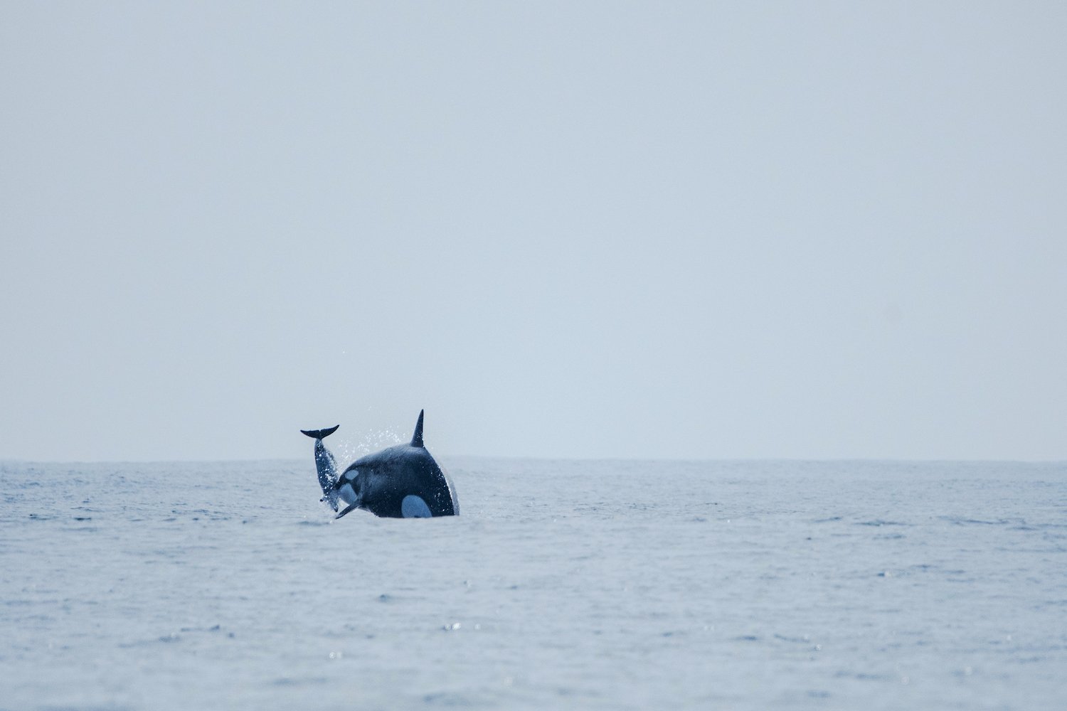 Surprising Footage Shows Mysterious Orca Group Hunting Dolphins