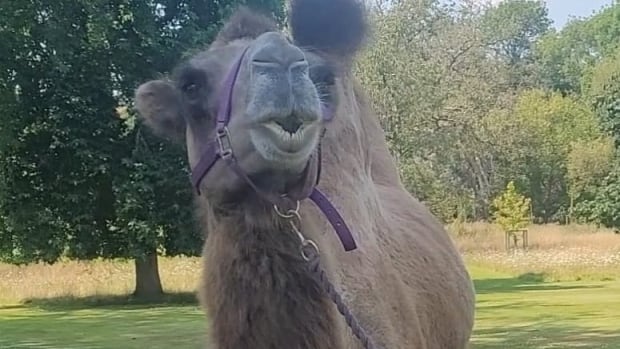 This camel desperately needed a pair of shoes. A cobbler came to his rescue