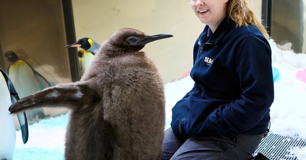 Move Over Moo Deng, Viral Penguin Pesto Is Making Waves