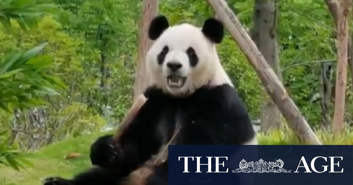 Adelaide to bid farewell to beloved pandas