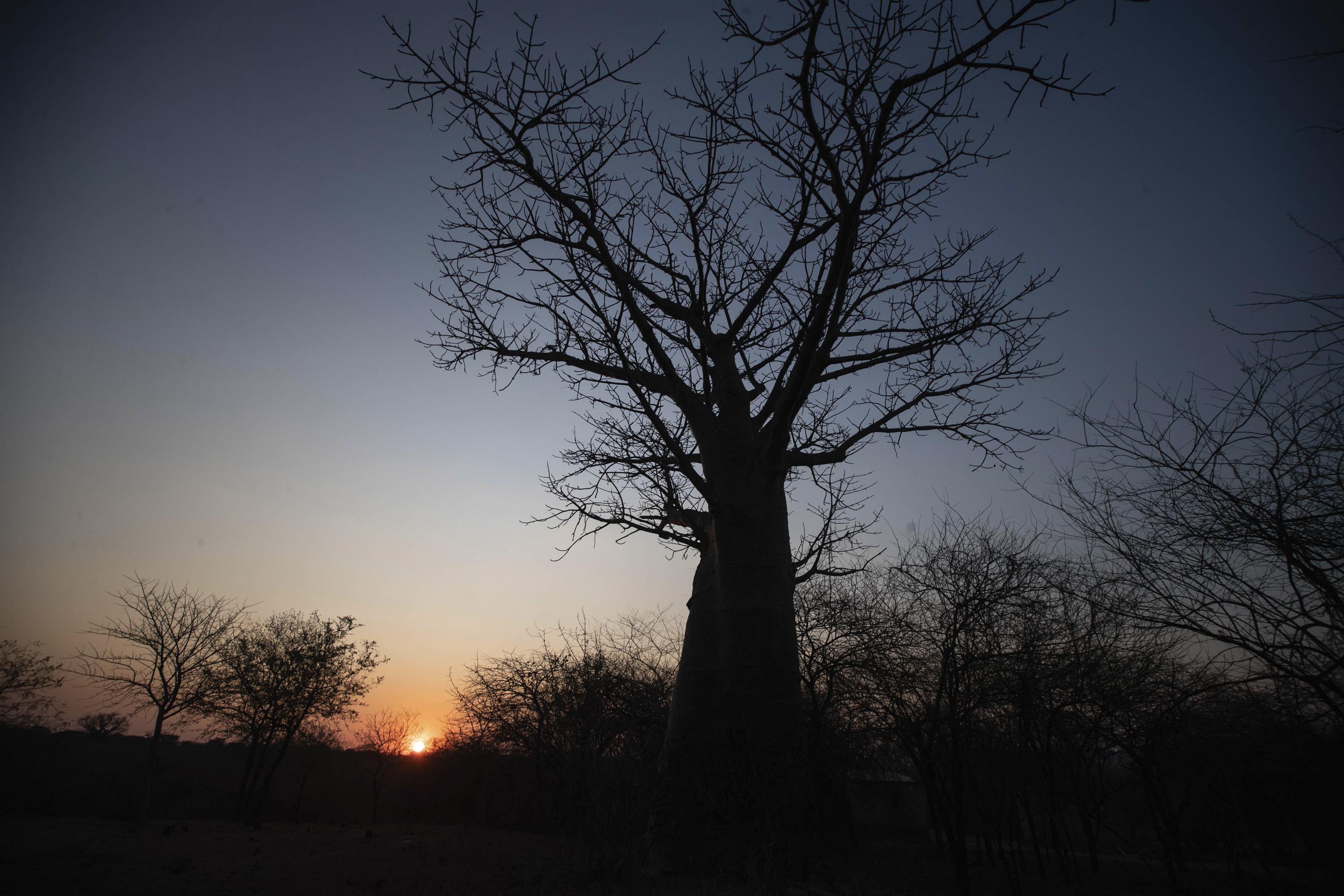 An ancient African tree is providing a new 'superfood' but local harvesters are barely surviving