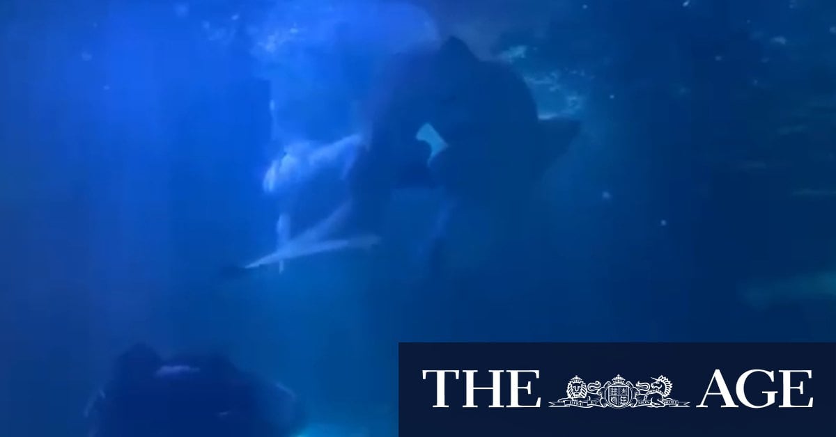 Aquarium captures rare footage of two sharks courting