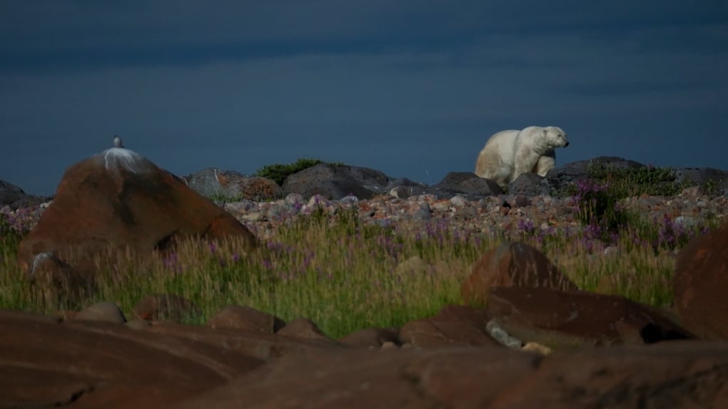 As warming threatens polar bear tourism, a Canadian town adapts and thrives