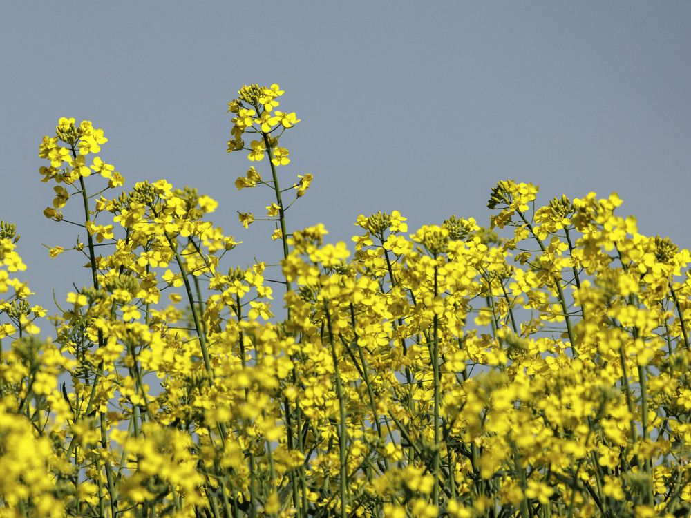 Canola industry could take $1-billion hit from Chinese trade actions: Report