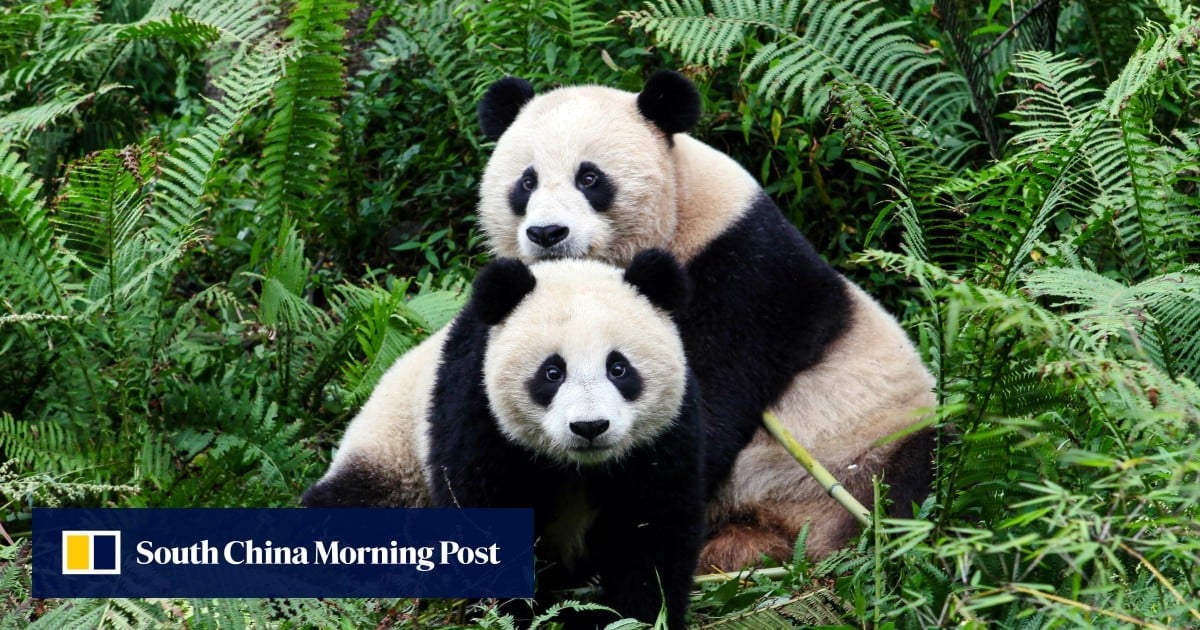 Chinese scientists hope panda stem cell breakthrough can help species survive