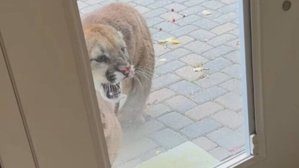 Cougar stalks acreage southwest of Calgary twice in a day, kills cat