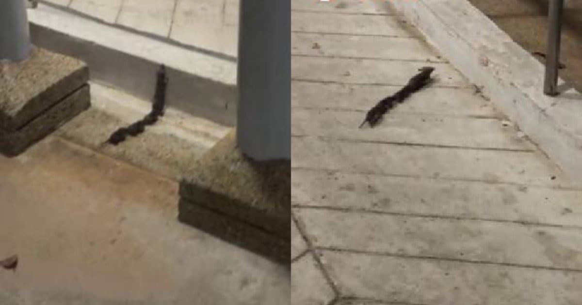 'Cute and heartwarming': Shrew spotted guiding 3 babies through Sengkang's 'obstacle course'