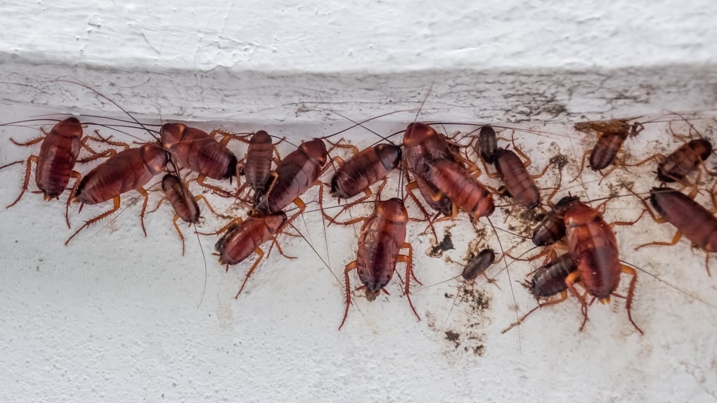 Dispute over cost of eradicating cockroaches in B.C. condo building settled by tribunal