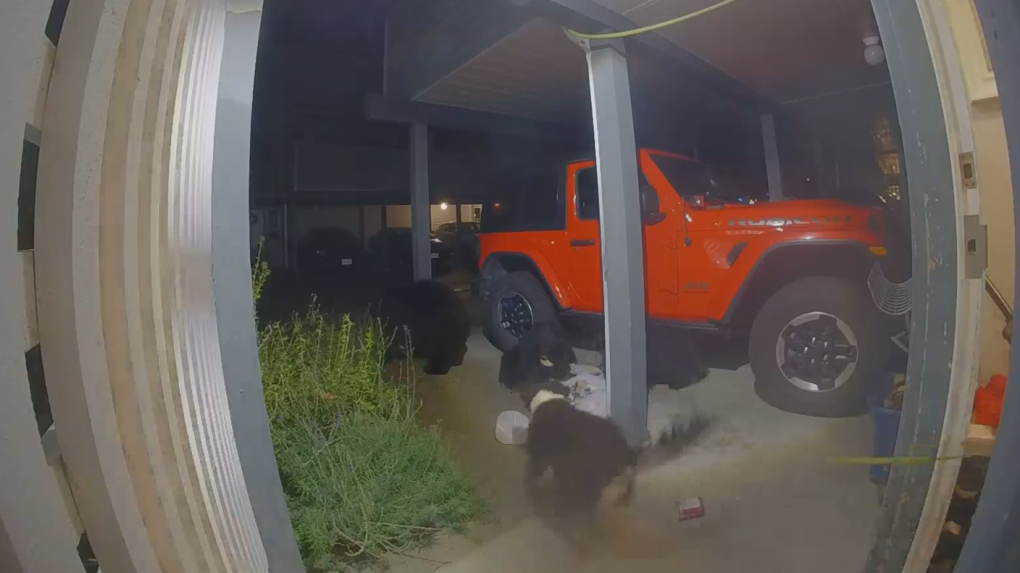 Doorbell camera captures tense bear showdown at B.C. family's front door