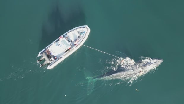 Fin whale found dead, humpback rescued from fishing gear off B.C.'s North Coast, officials say