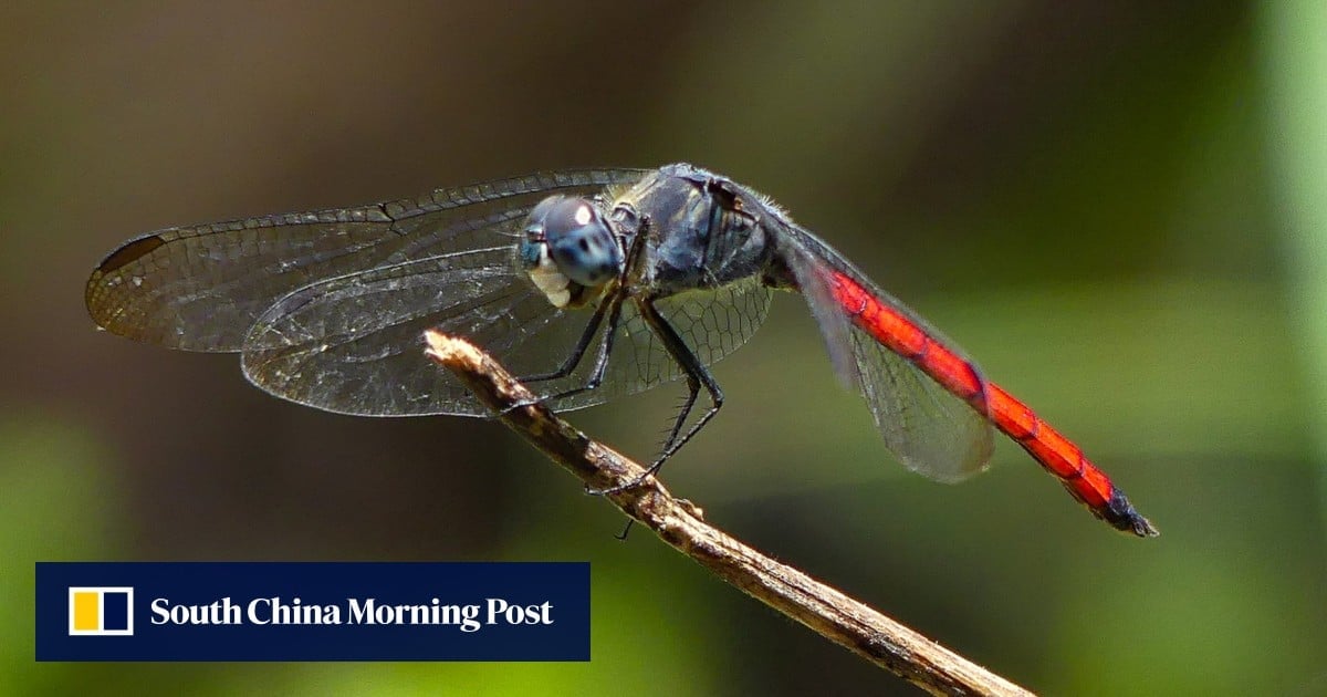 Green group records first sighting of rare dragonfly in Hong Kong during wetlands survey