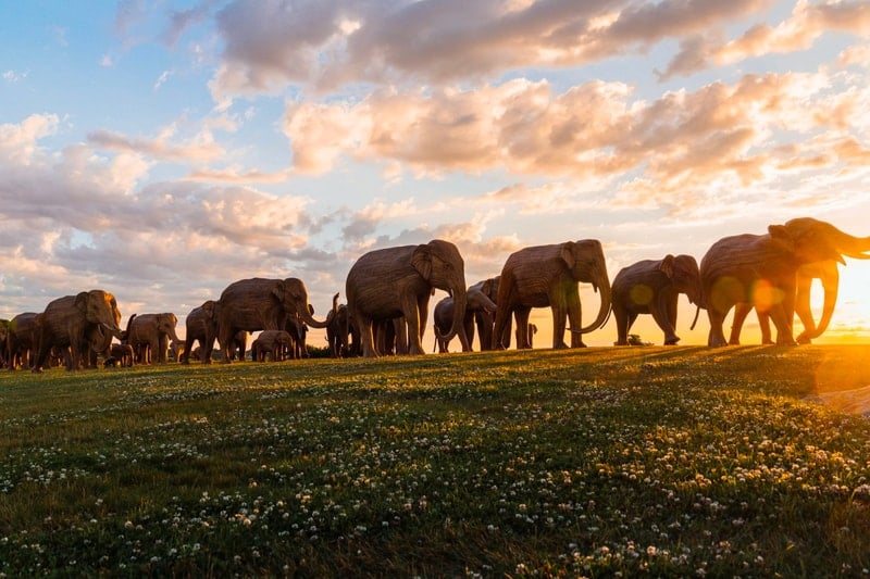 Herd of (Sculptural) Elephants Overtake the Streets of New York City