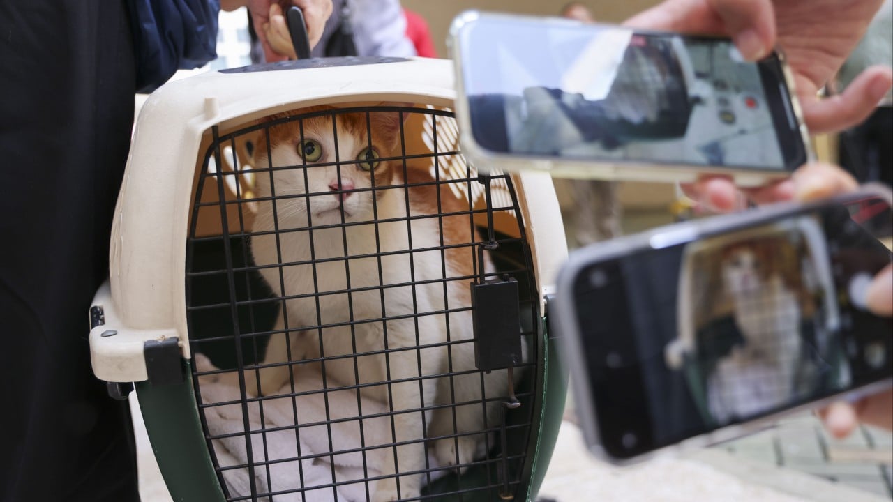 Hong Kong police arrest YouTuber for allegedly stealing cat from temple