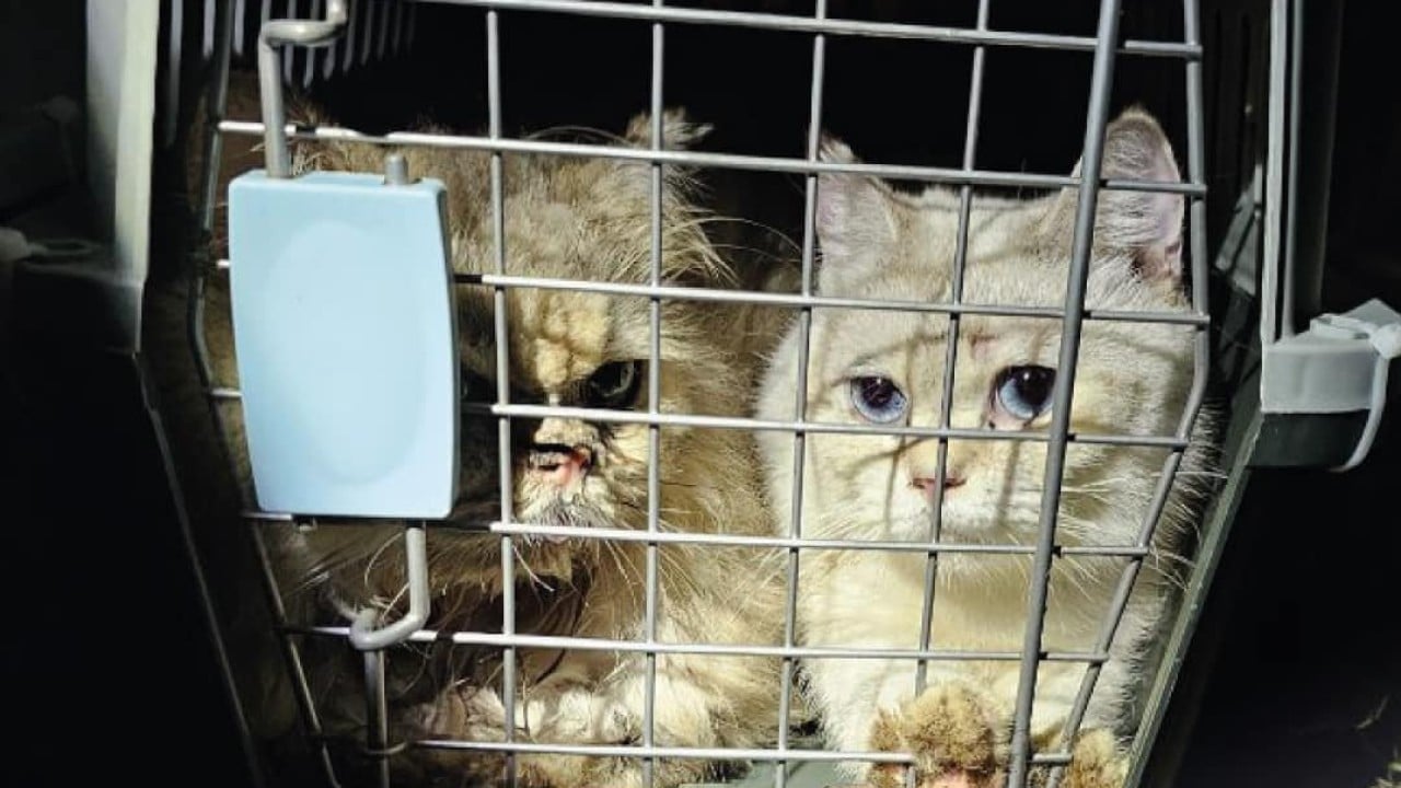 Hong Kong police investigate animal abandonment after 35 cats found in Sai Kung