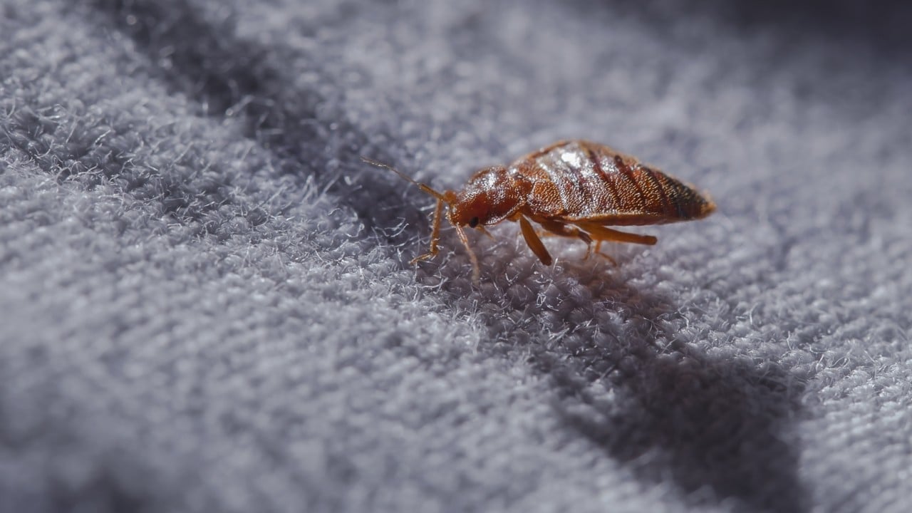 Hong Kong public hospital battling bedbug infestation; 4 patients with suspected bites