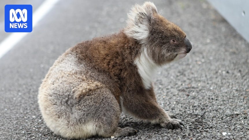 How much koala habitat is cleared for mining and renewable energy projects each year?