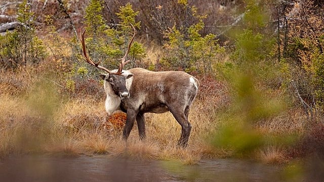 Hundreds of wolves, bears and coyotes killed in attempt to help Quebec caribou