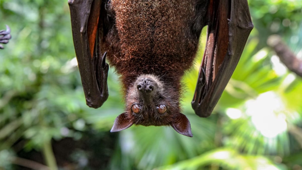 Infant Mortality Rate and Decline of Bat Population Might Have a Strange Correlation, Study Claims