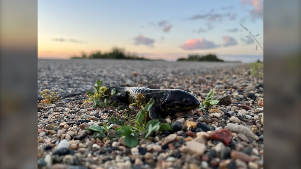 'It's pretty unique to see them': Salamander migration in full swing in Manitoba