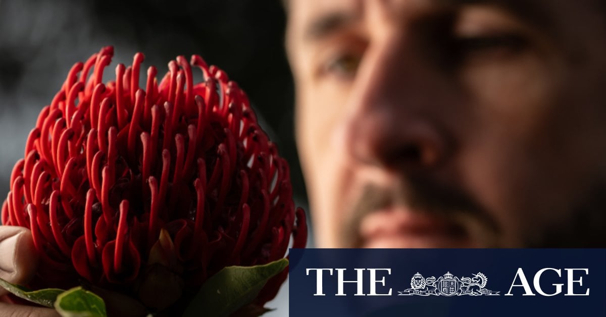 Jacarandas v waratahs: Purple haze, pop stars and the campaign to save native flowers