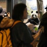 Japanese fans bid farewell to beloved panda pair before their return to China