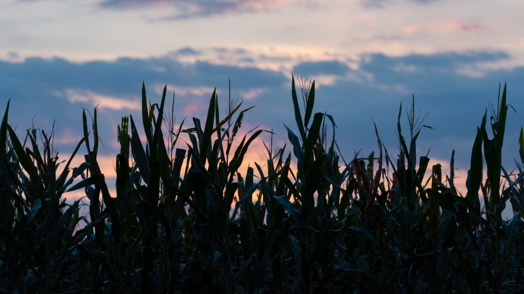 Man flees police through corn field, located by drone