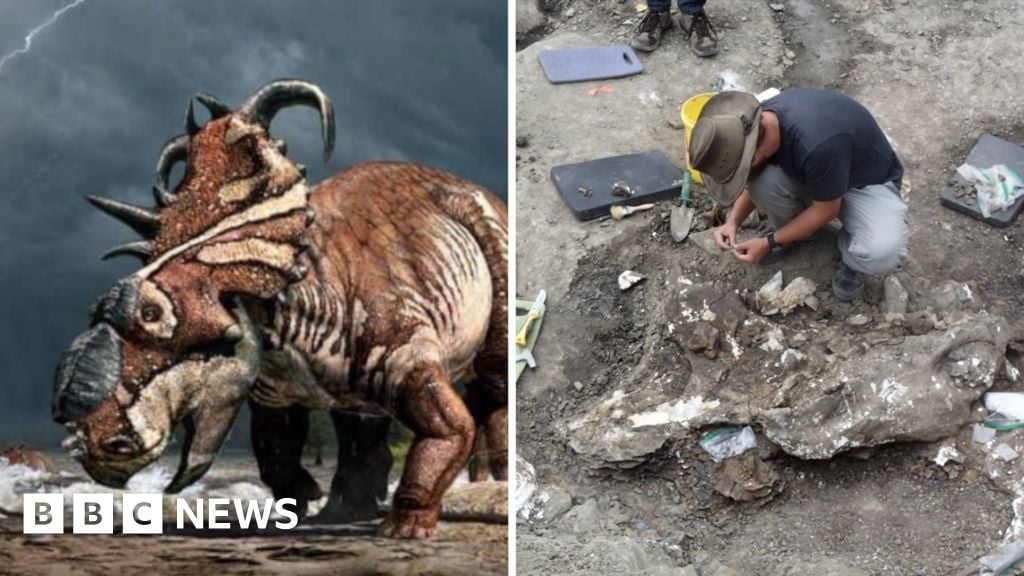 Massive dinosaur skull unearthed in Northern Alberta