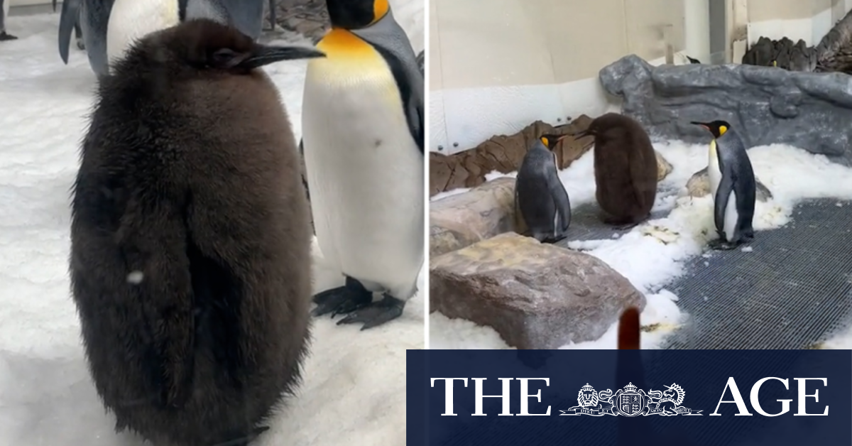 Meet Pesto, the huge baby penguin going viral on social media