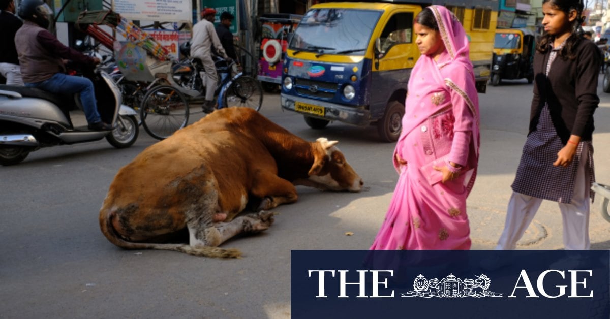 Melbourne firm bullish about India sacred cow contract