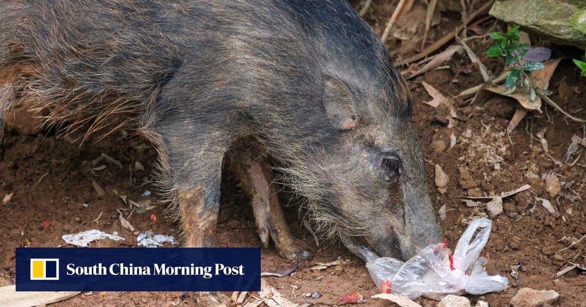 Microplastics found in 85% of faeces collected from wild animals in Hong Kong: study