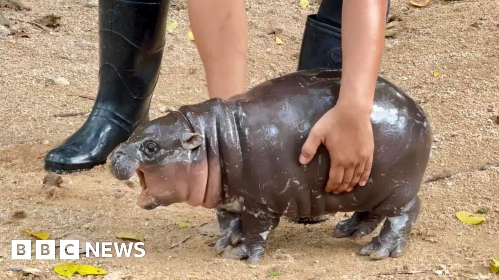 Moo Deng: Thailand zoo's celebrity baby hippo