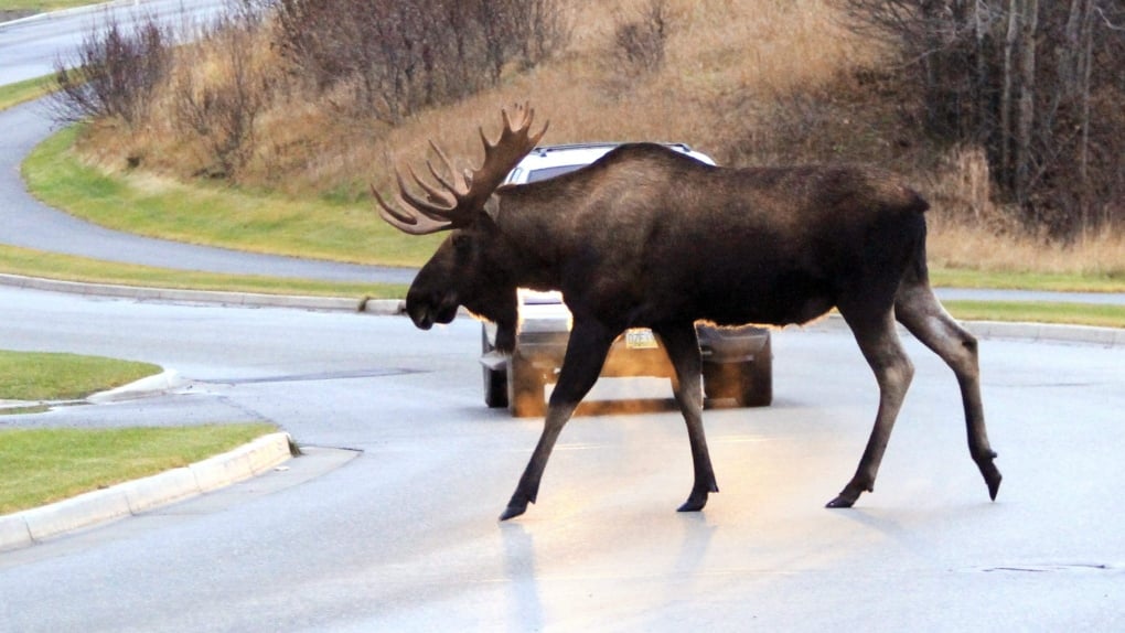 Motorcyclist killed in collision with moose on Quebec highway