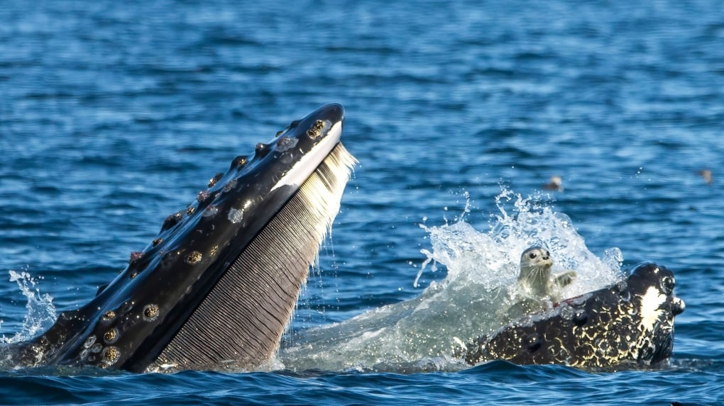 'Never seen anything like this': Humpback whale catches unsuspecting seal off Vancouver Island