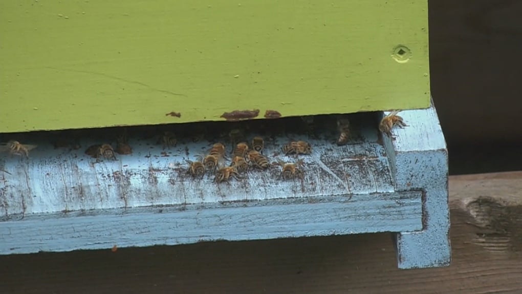 Northern Ont. beekeeper says she has lost almost 2M bees this season