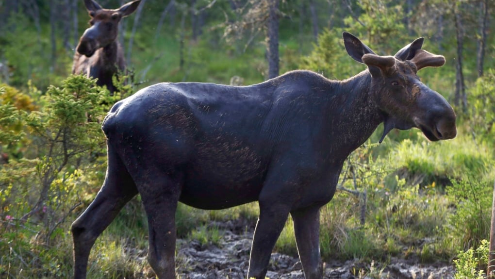 Northern Ont. man fined for hunting bull moose without a licence after trying to cover it up